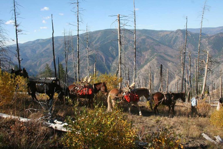 Pack string hauling supplies