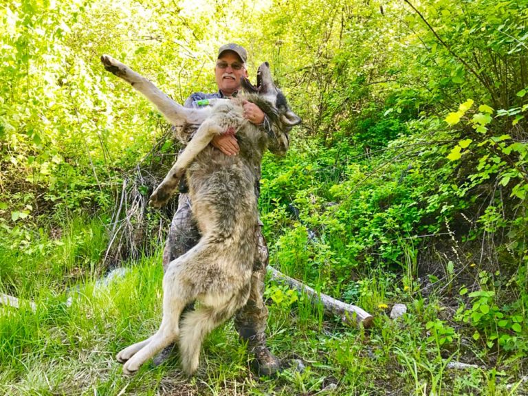 Predators Roam above the Salmon River