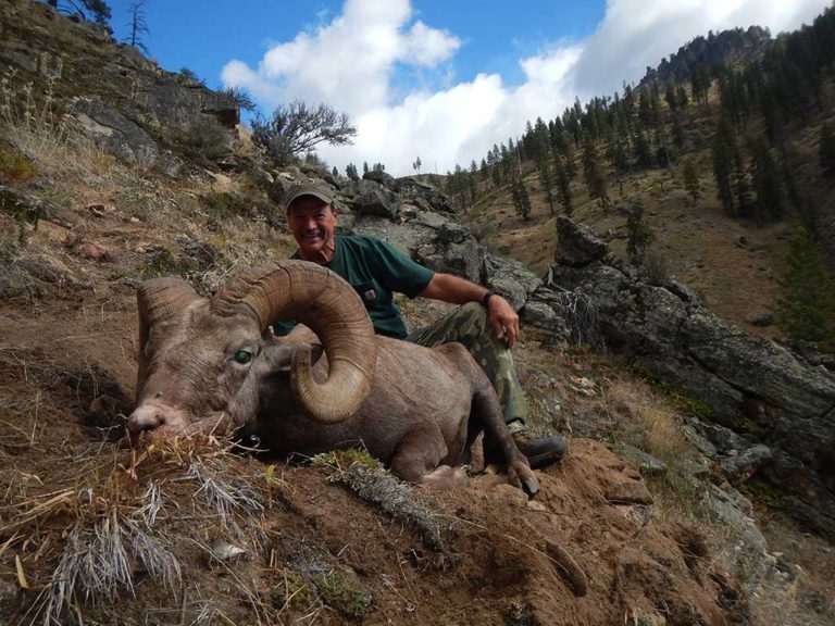 Bighorn Sheep Tags