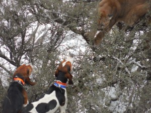 Cougar Hunting with Hounds in Idaho's Salmon River Canyon