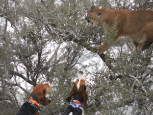 Idaho Salmon River Canyon Outfitter who do Mountain Lion Hunts