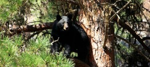 Mackay Bar Outfitters Bear Hunts