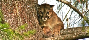 Mackay Bar Outfitters Mountain Lion Hunts