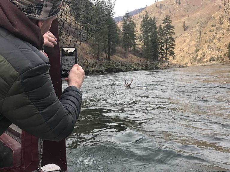 Deer crossing the Salmon River