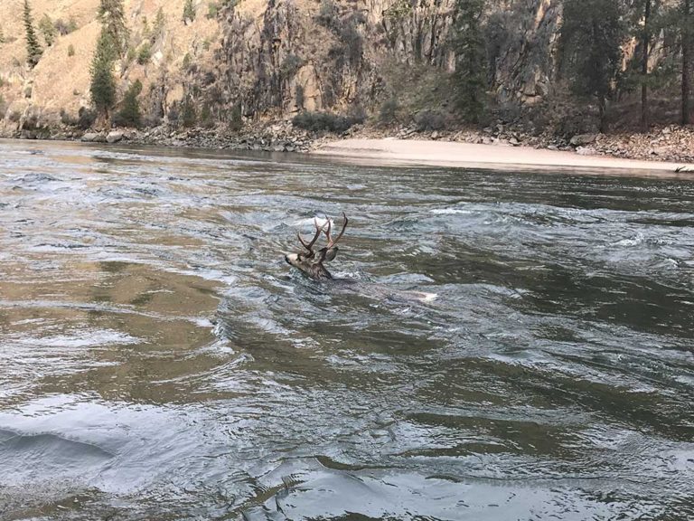 Deer crossing the Salmon River