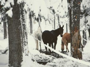 Mackay Bar Ranch - Salmon River Backcountry Venue