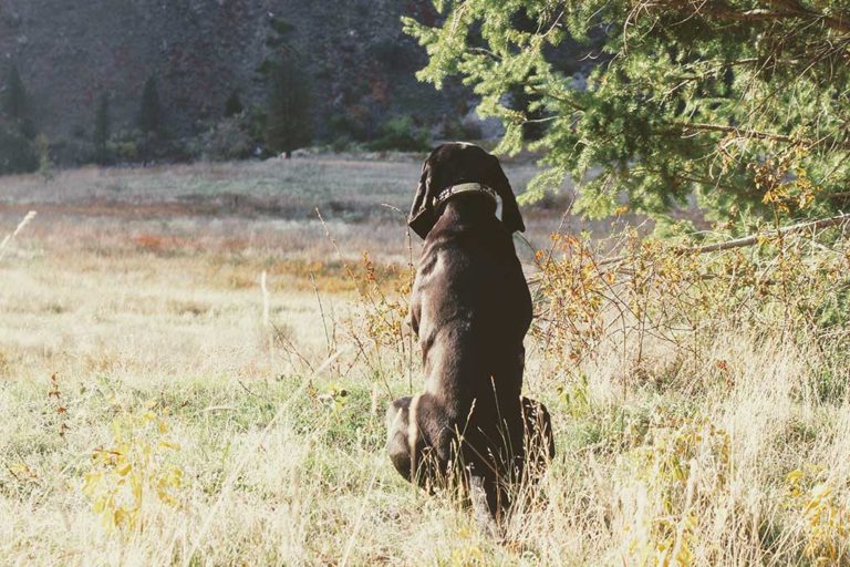 Mackay Bar Ranch - Salmon River Backcountry Venue