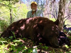 Giant color phase black bear trophy