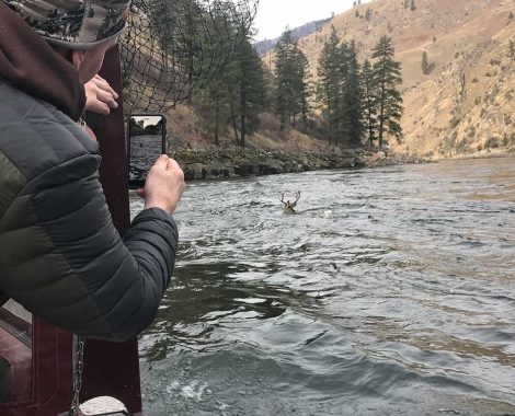 Deer crossing the Salmon River