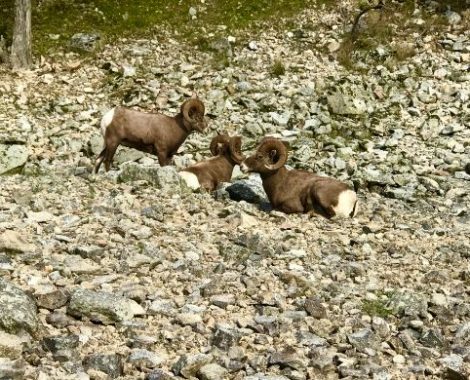 Salmon River Sheep Hunting at Mackay Bar